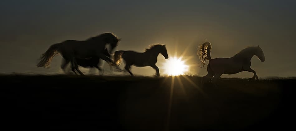 Galloping Horses Sunset by Milan Malovrh — canvas wall art