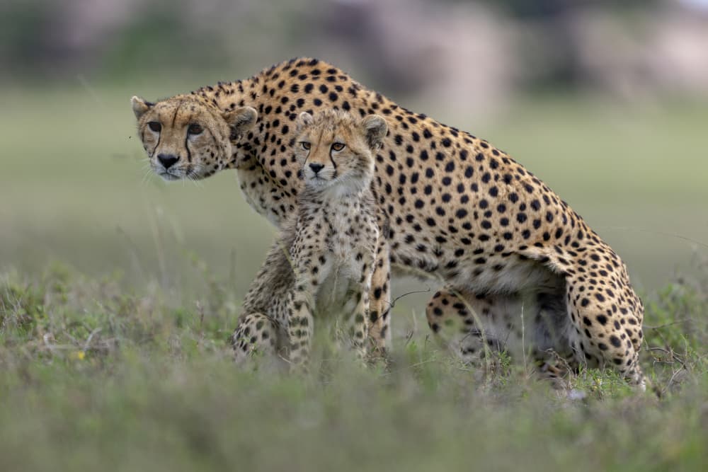 Mother Cheetah And Cub by Alessandro Catta — canvas wall art