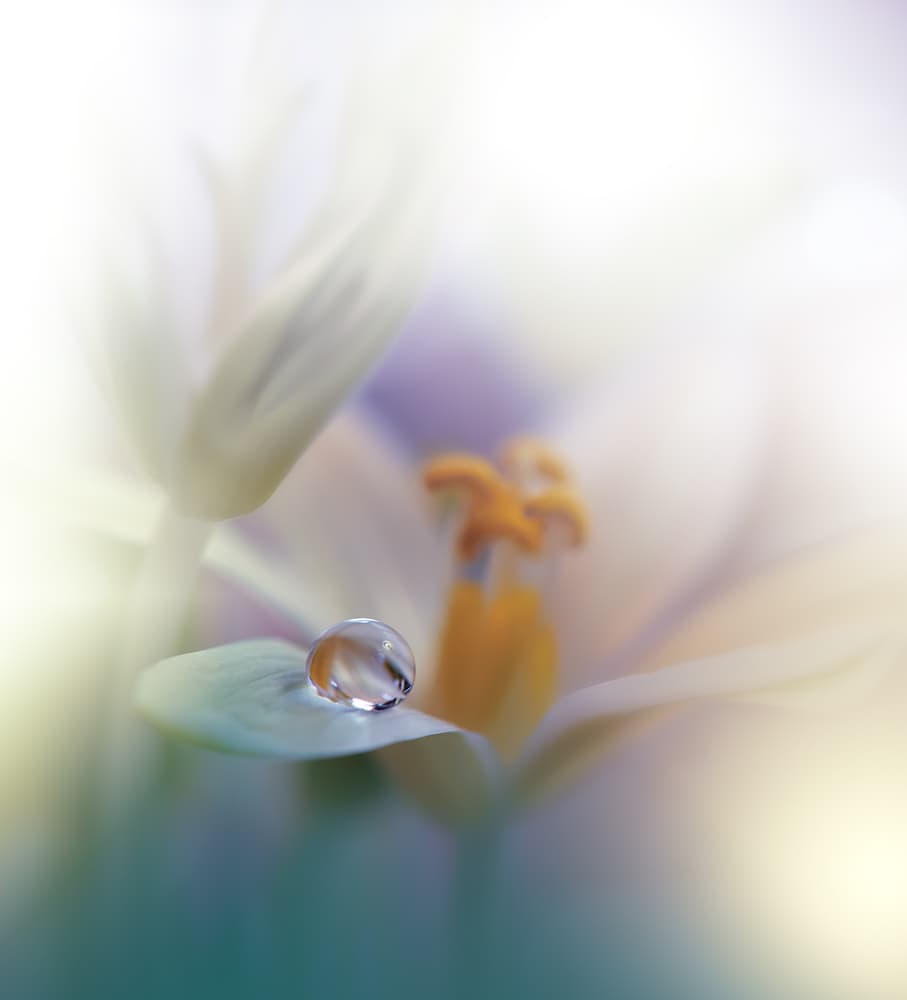 Fresh Flower Water Drop by Juliana Nan — canvas wall art