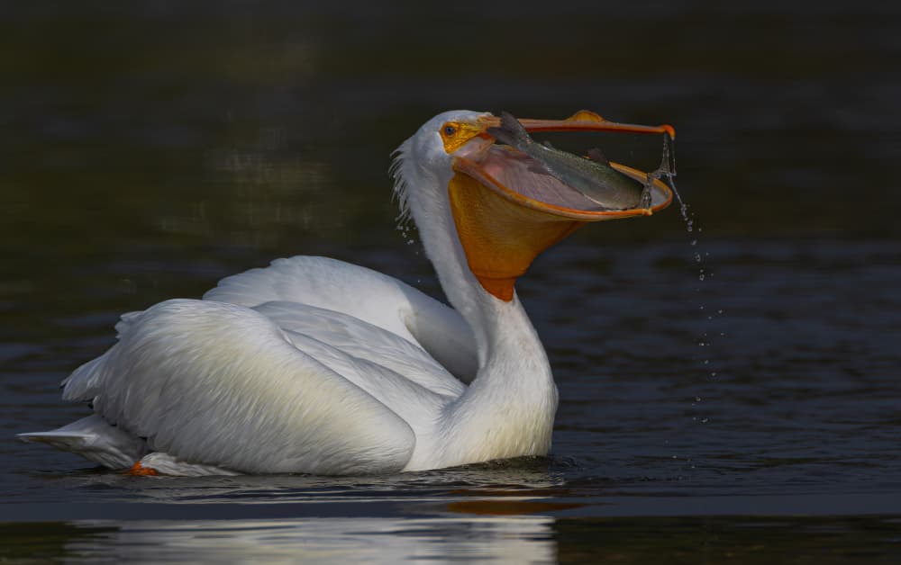 Pelican Catches Fish by Johnson Huang — canvas wall art