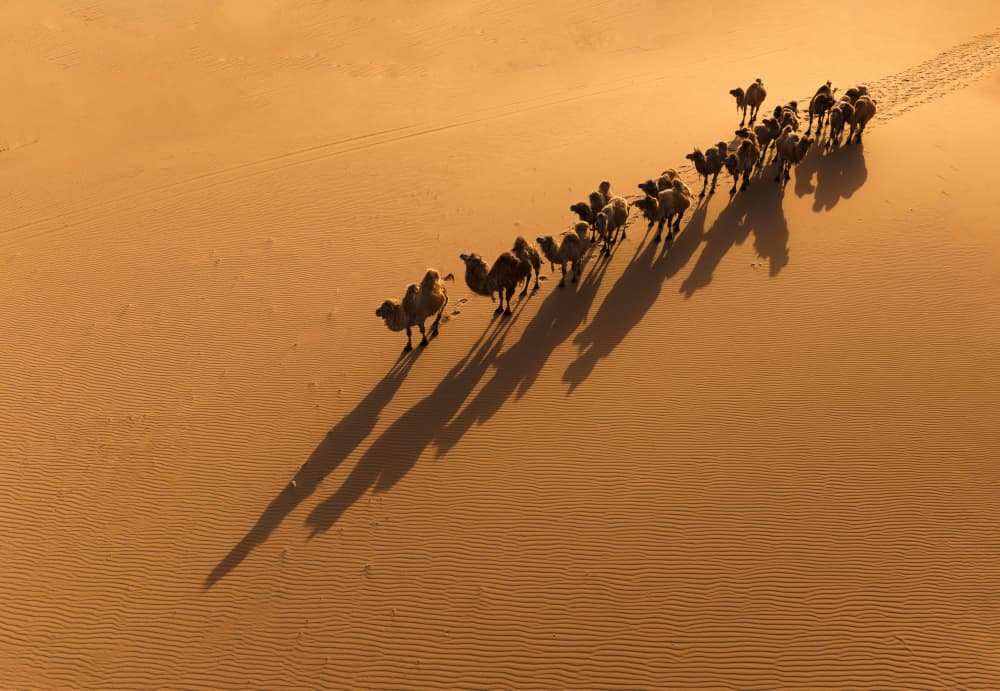 Camel Caravan Shadows by MIN LI — canvas wall art