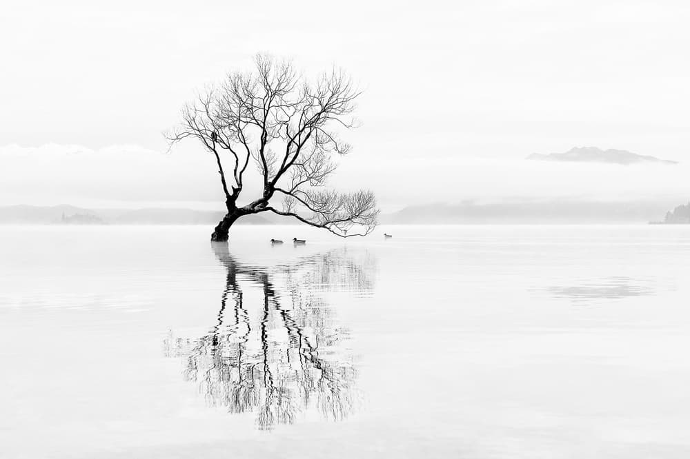 Lone Tree Reflection by Mei Xu — canvas wall art