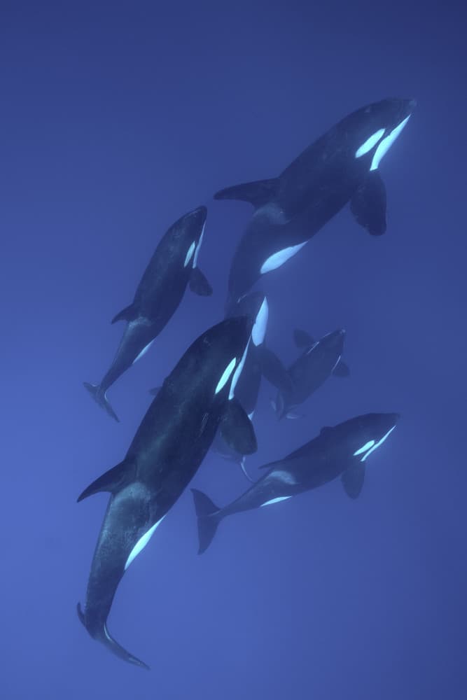 Underwater Orca Pod by Serge Melesan — canvas wall art