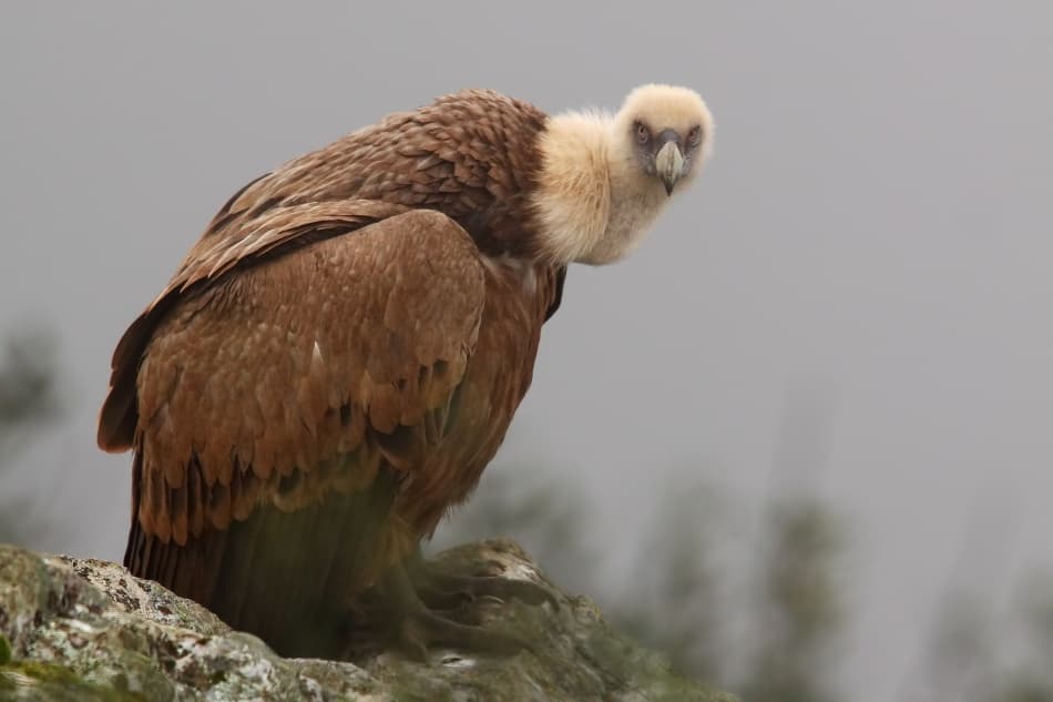 Majestic Griffon Vulture by Nicolás Merino — canvas wall art