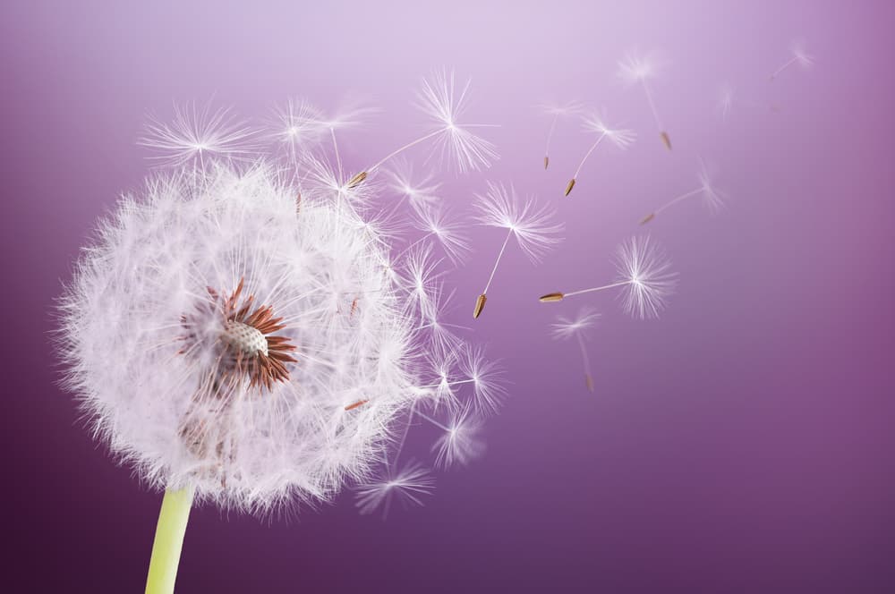 Purple Dandelion Dreams by Bess Hamiti — canvas wall art