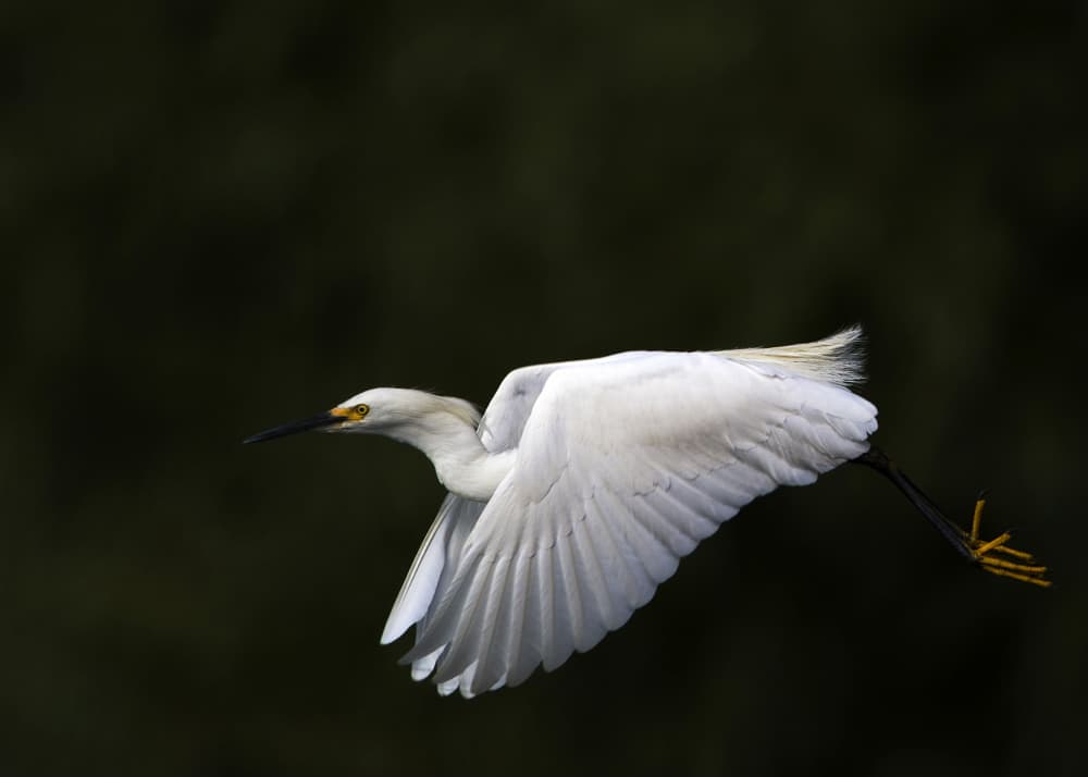 Graceful Egret Flight by verdon — canvas wall art