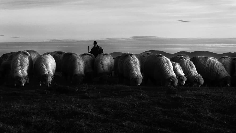 Shepherd with Grazing Sheep by Marius Cinteza — canvas wall art