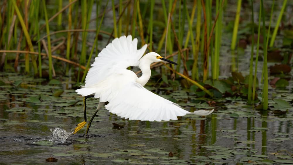 Snowy Egret Takes Flight by John Fan — canvas wall art