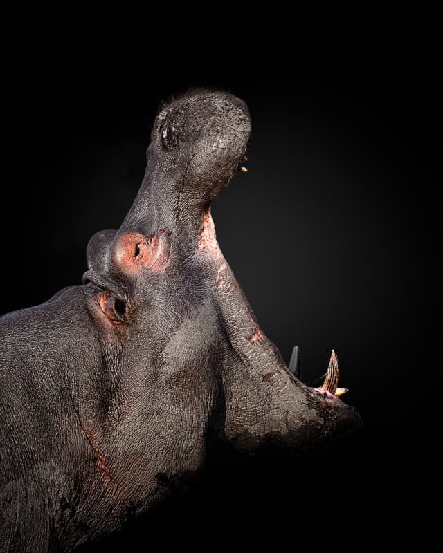 Powerful Hippo Yawn by fegari — canvas wall art