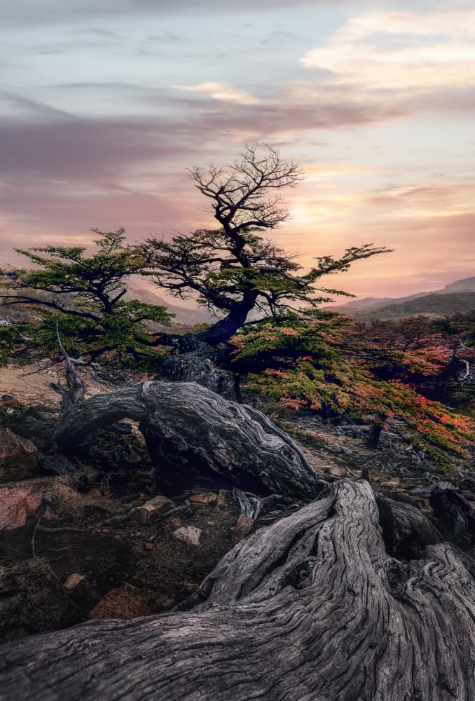 Twisted Trees Sunset by YANGYING — canvas wall art