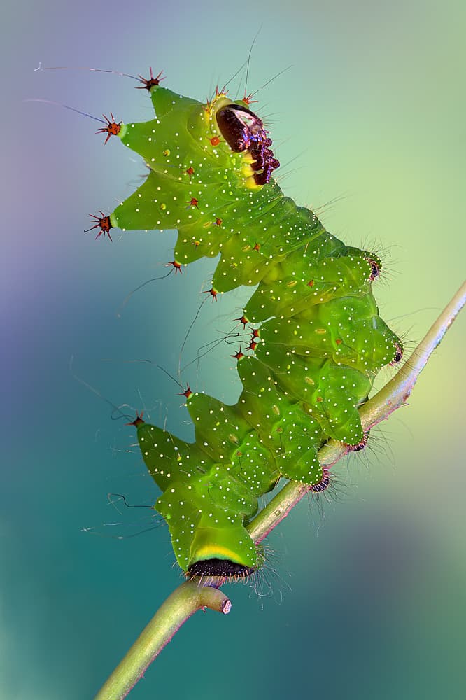 Vibrant Green Caterpillar by Jimmy Hoffman — canvas wall art