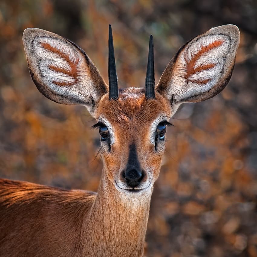 Gentle Antelope Portrait by Mathilde Guillemot — canvas wall art