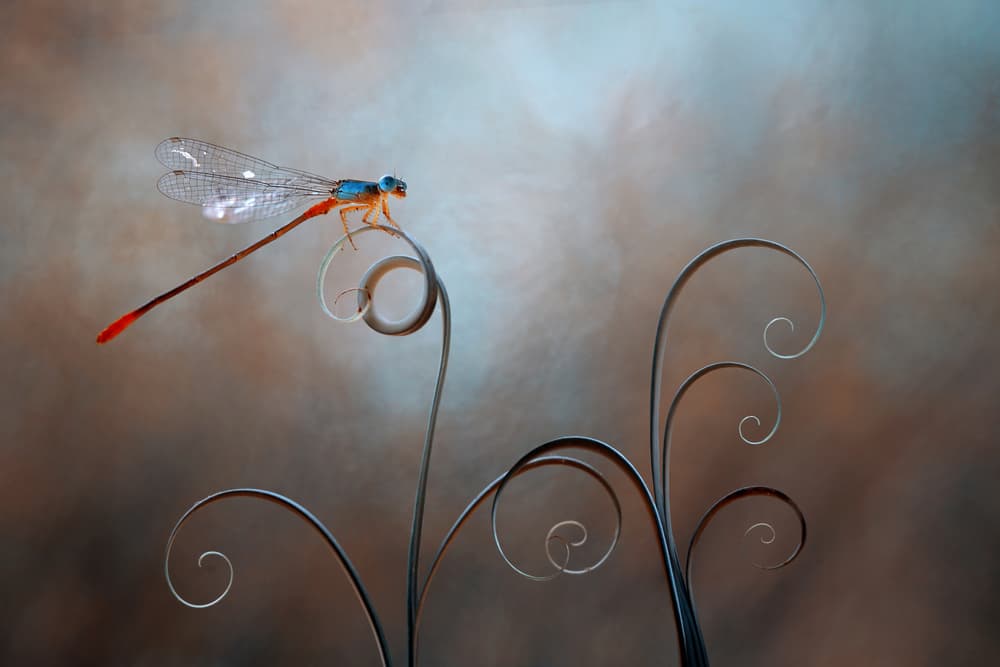 Delicate Damselfly Curve by Edy Pamungkas — canvas wall art