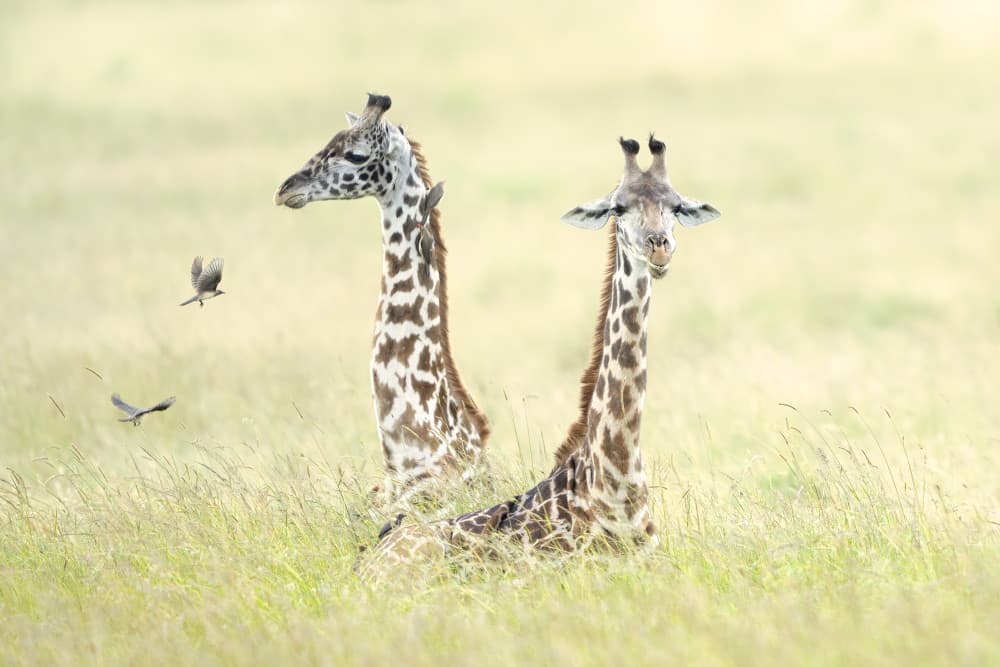 Young Giraffes Grassland by Roberto Marchegiani — canvas wall art