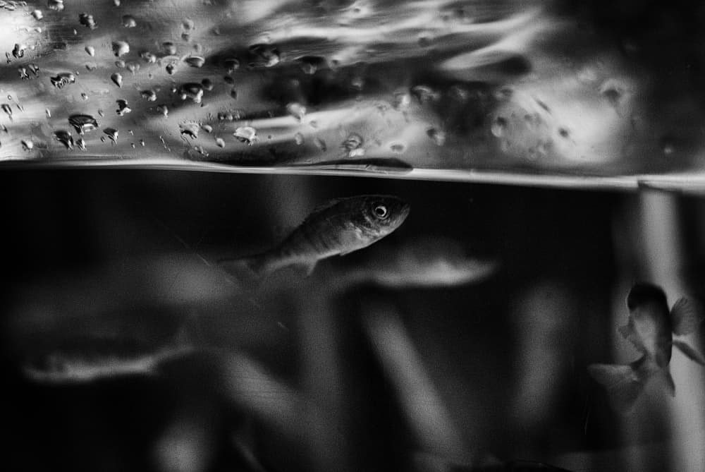 Quiet Fish Below Surface by Jürgen Hartlieb — canvas wall art