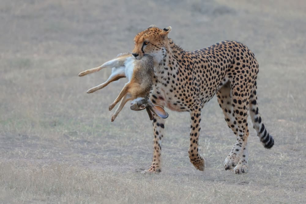Cheetah's Savanna Catch by Yuan Su — canvas wall art