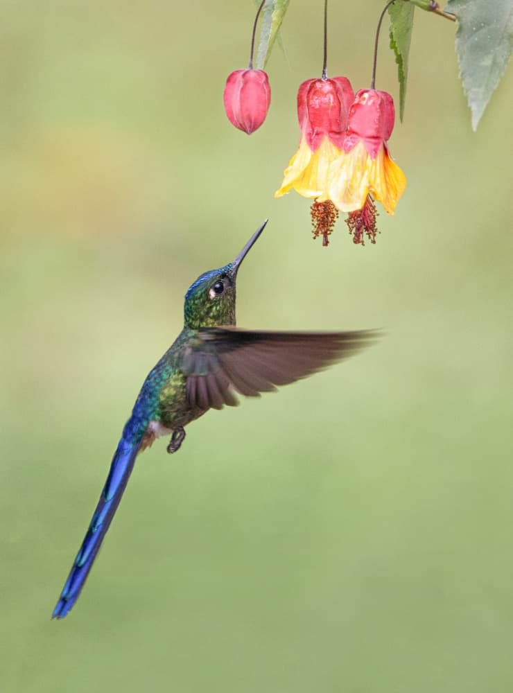 Vibrant Hummingbird Flowers by Roelof de Hoog — canvas wall art