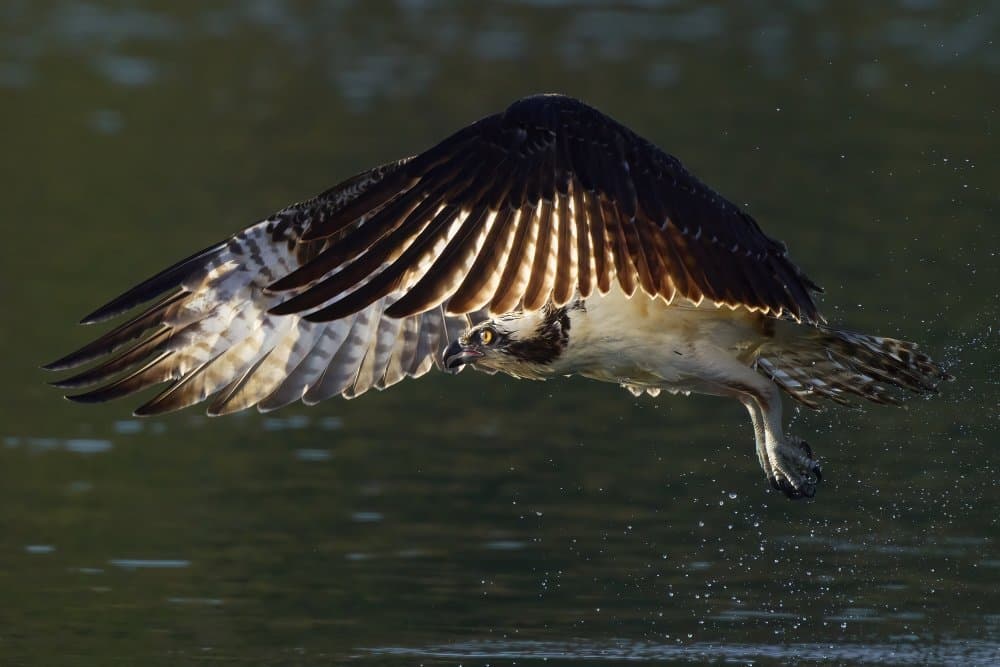 Osprey Takes Flight by Johnny Chen — canvas wall art