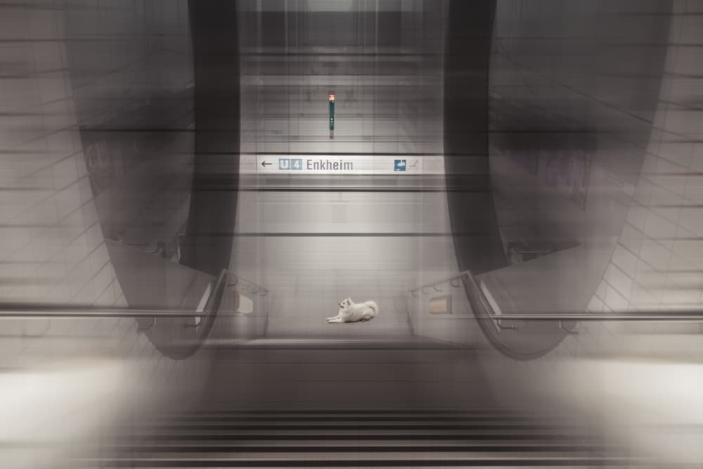 Lonely Subway Dog by Heike Willers — canvas wall art