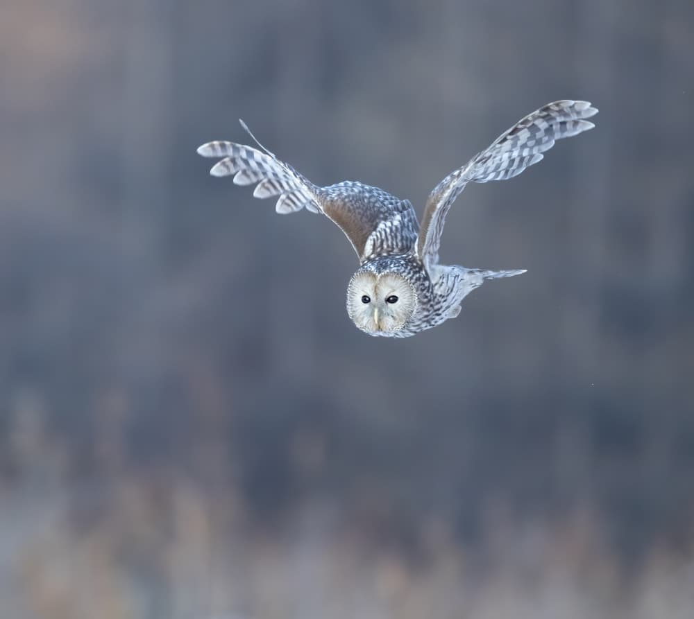 Silent Owl Flight by Judy Tseng — canvas wall art