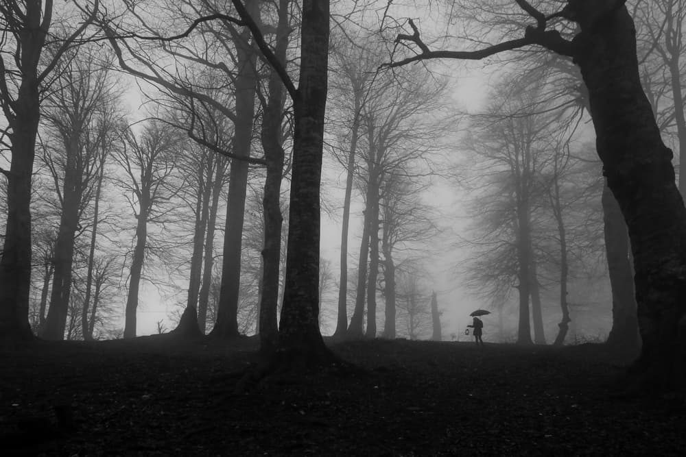 Misty Forest Wanderer by Ummu Nisan Kandilcioglu — canvas wall art