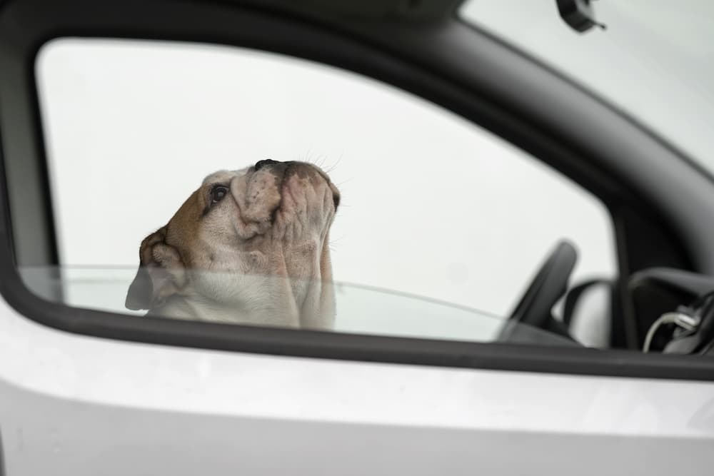 Bulldog Looking Up by Gert van den Bosch — canvas wall art