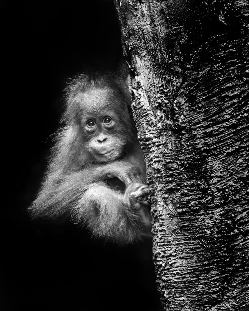 Innocent Baby Orangutan by Antonyus Bunjamin (Abe) — canvas wall art