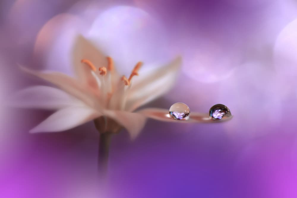 Delicate Flower Water Drops by Juliana Nan — canvas wall art