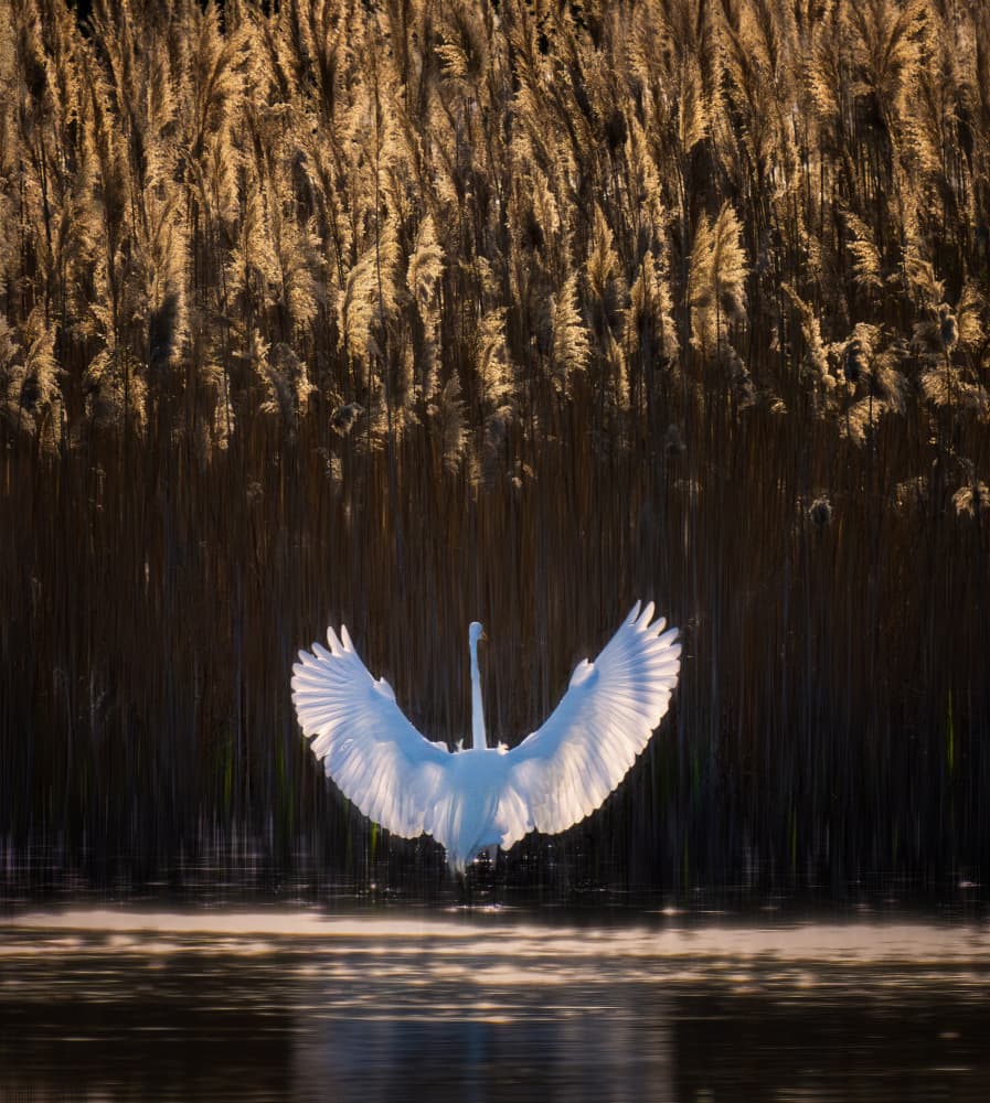 White Egret Flight by Ruiqing P. — canvas wall art