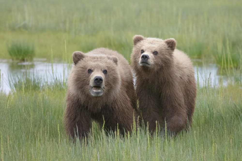 Curious Bear Cubs by Linda D Lester — canvas wall art