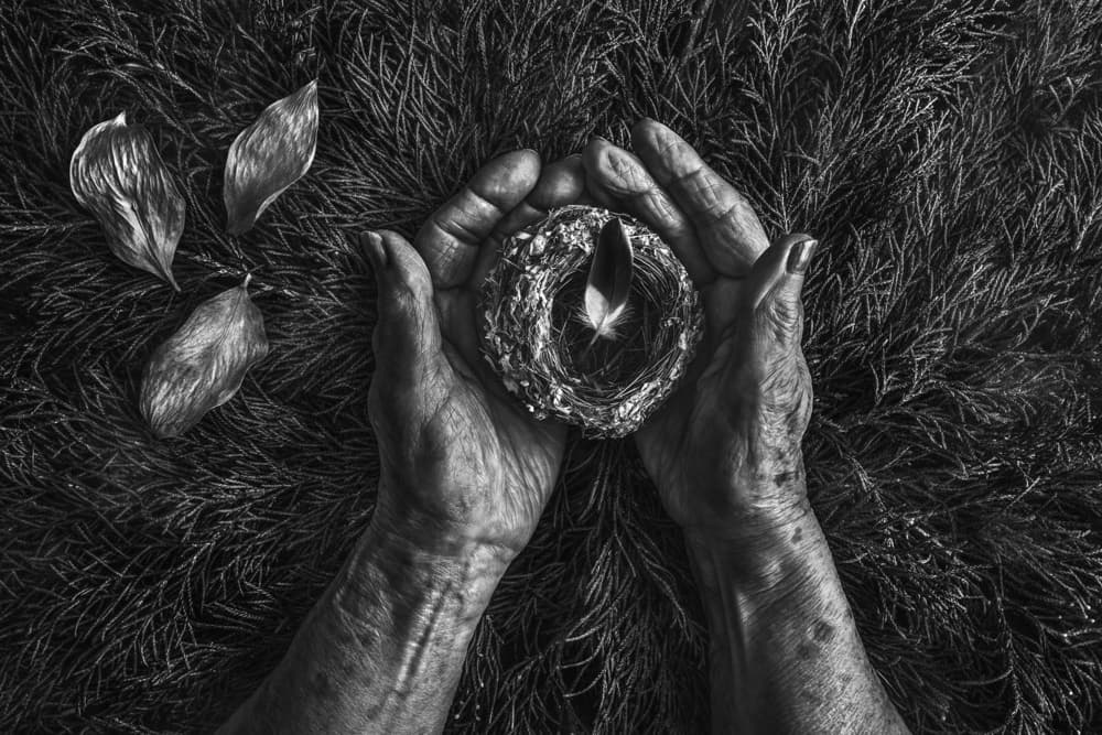 Aged Hands Tiny Nest by Stephen Clough — canvas wall art