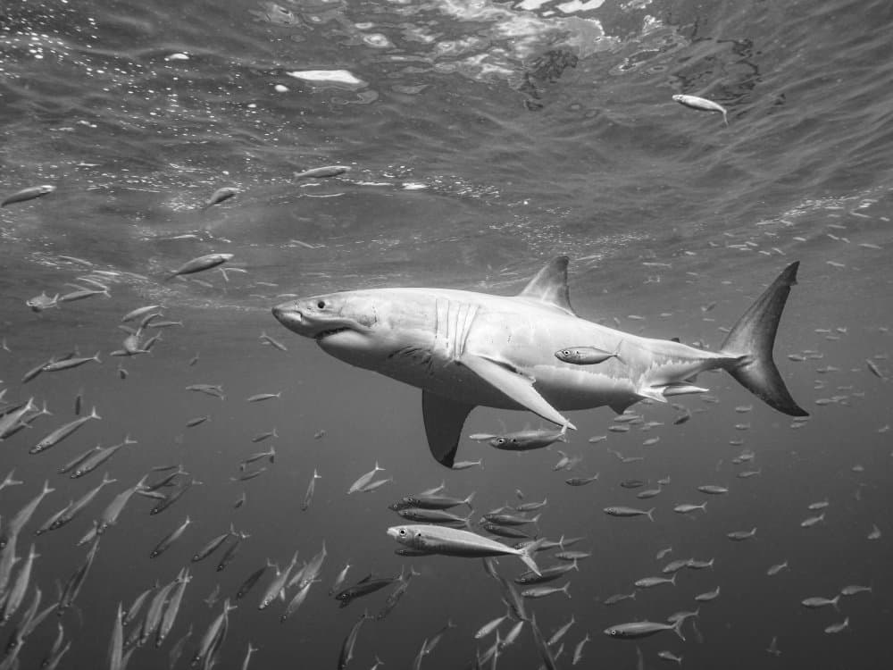 Great White Shark Underwater by Serge Melesan — canvas wall art