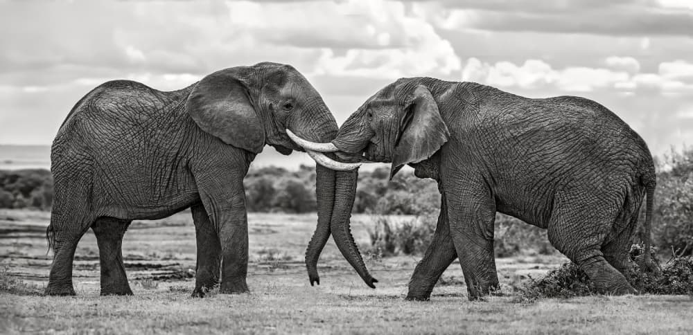 Elephants Gently Touching by Xavier Ortega — canvas wall art