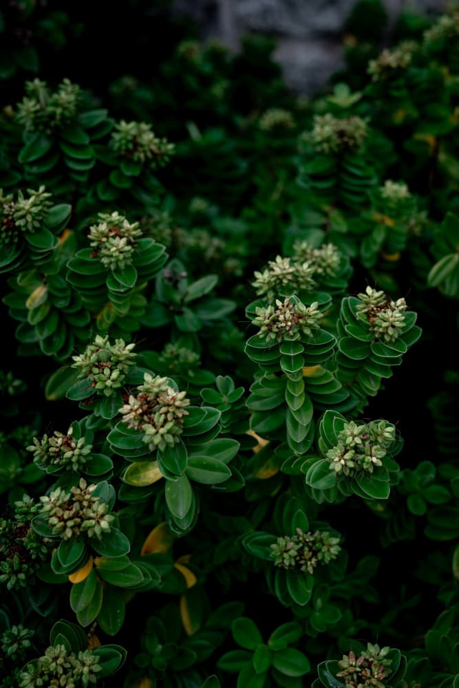 Deep Green Botanicals by Aimee Giles — canvas wall art