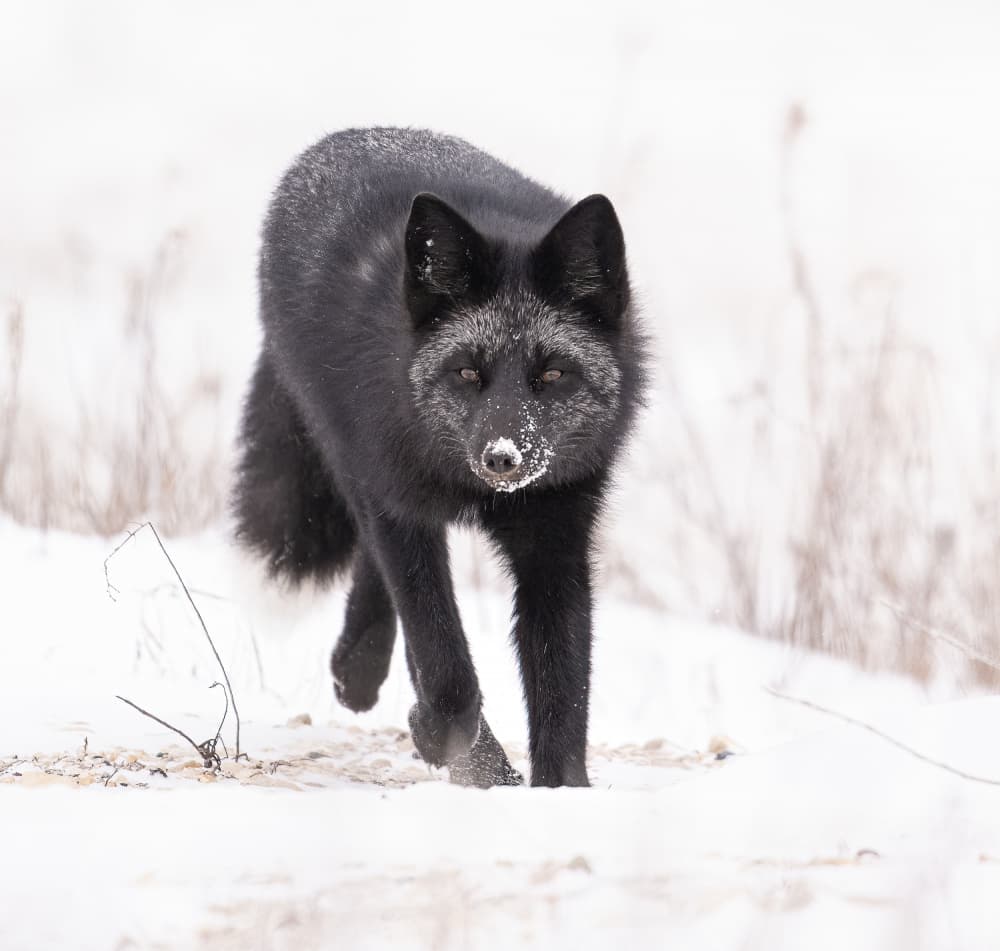 Silver Fox in Snow by Liwen Tao — canvas wall art