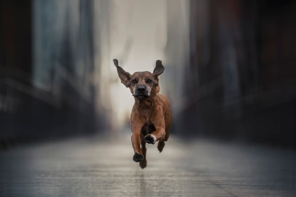 Speedy Urban Hound by Heike Willers — canvas wall art
