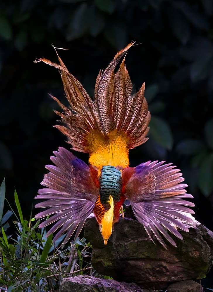 Golden Pheasant Display by DonnaHom APA — canvas wall art