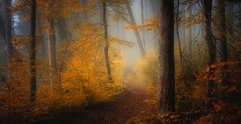 Golden Forest Mist by Norbert Maier — canvas wall art