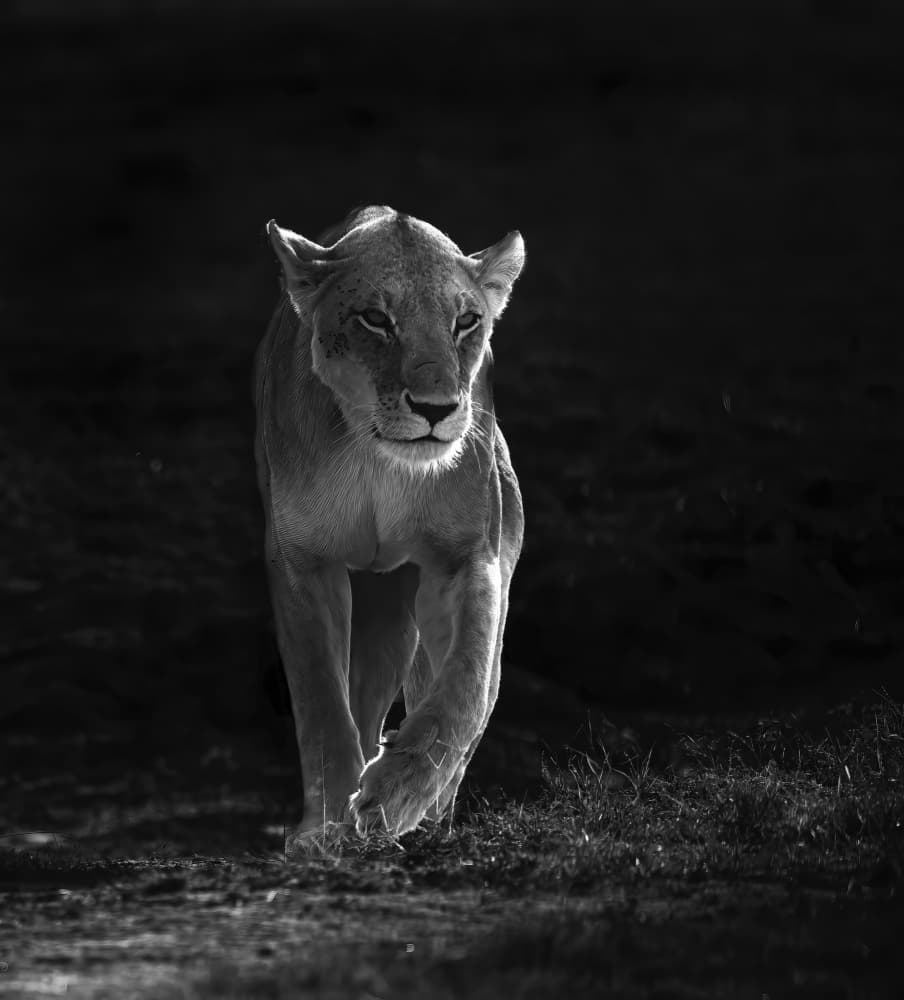 Lioness Shadow Stride by Judy Tseng — canvas wall art