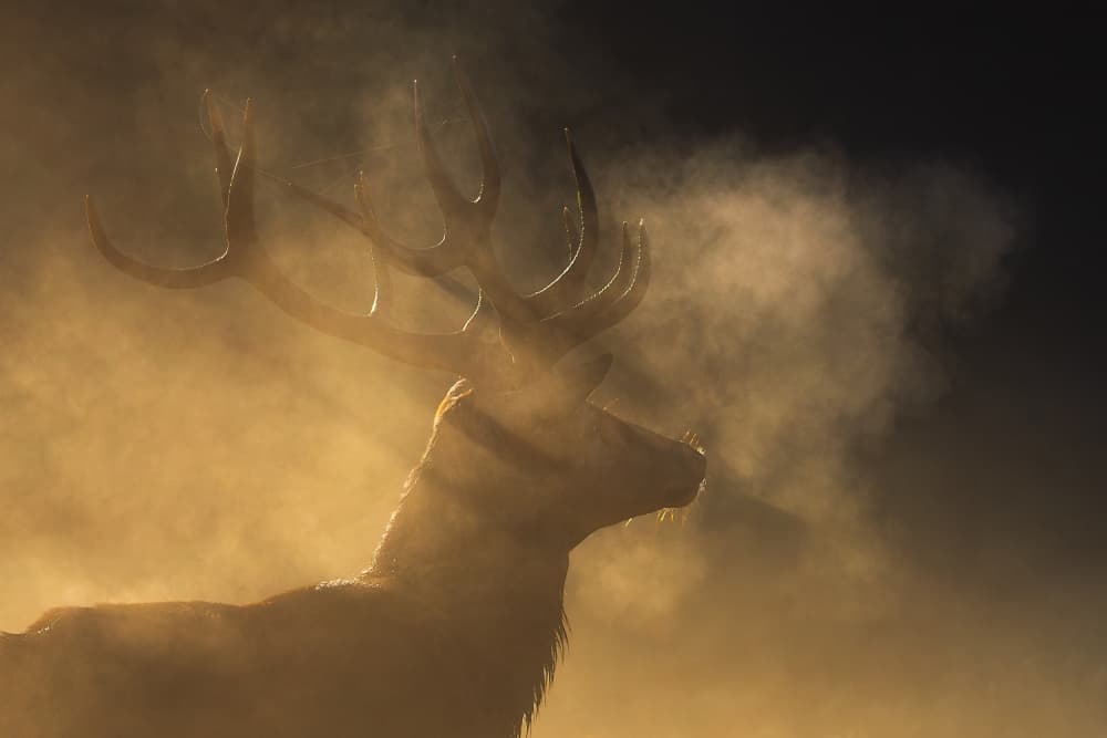 Golden Stag in Fog by Andreea Selagea — canvas wall art