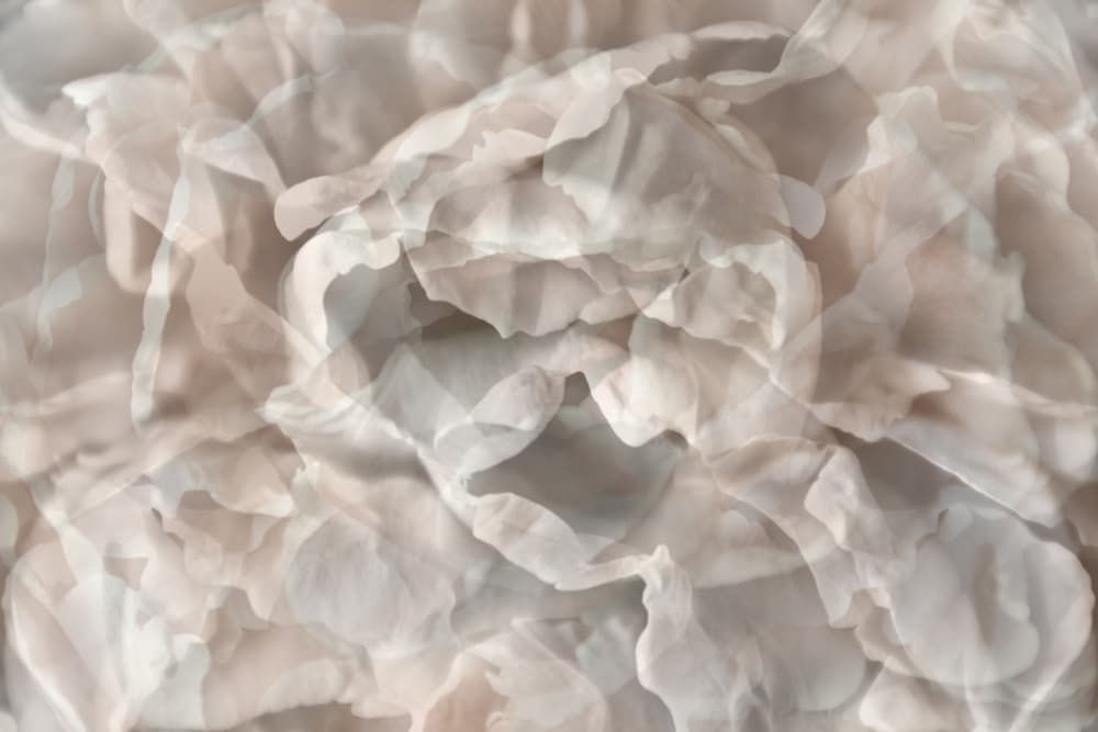 Ethereal Floral Petals by Christina Sillen — canvas wall art