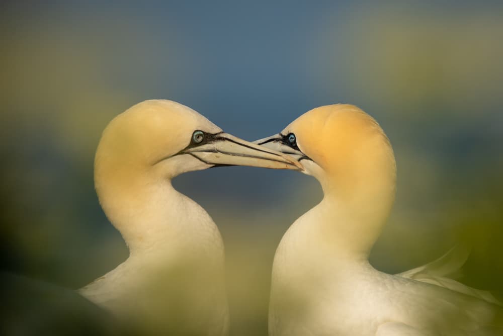 Tender Gannet Embrace by Piet Haaksma — canvas wall art