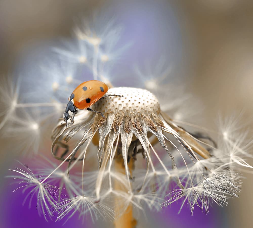 Ladybug on Dandelion Fluff by Thierry Dufour — canvas wall art