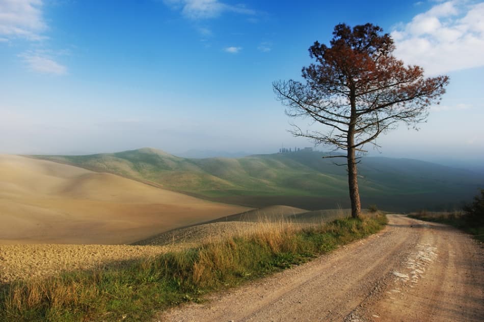 Lonely tree by Jure Kravanja — canvas wall art