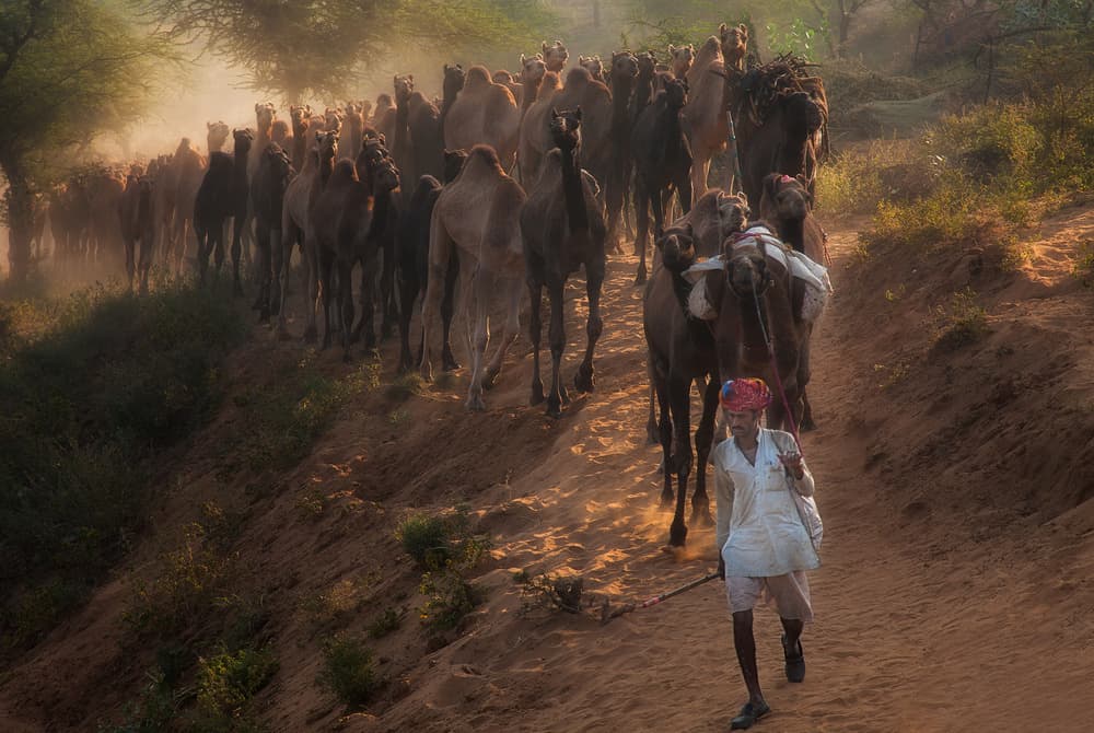 Golden Camel Caravan by Jassi Oberai — canvas wall art