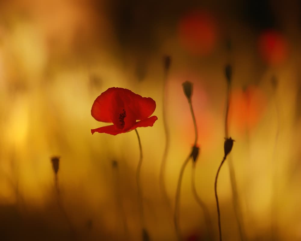 Red Poppy Glow by Keren Or — canvas wall art