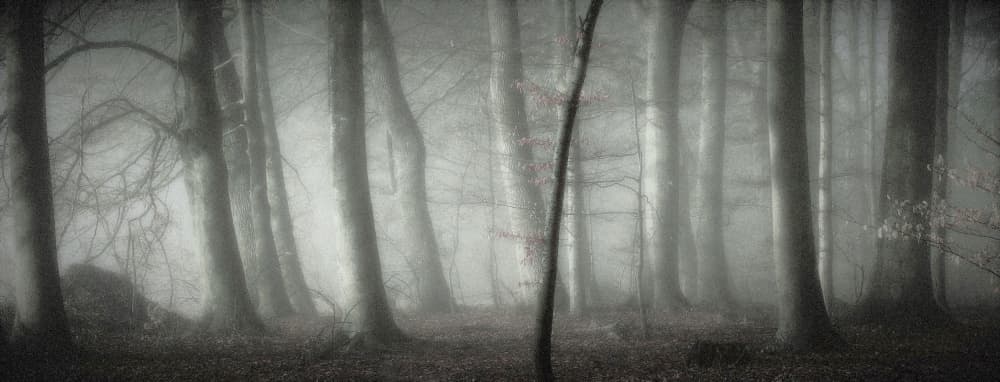 Mysterious Misty Woods by Irma Warth — canvas wall art