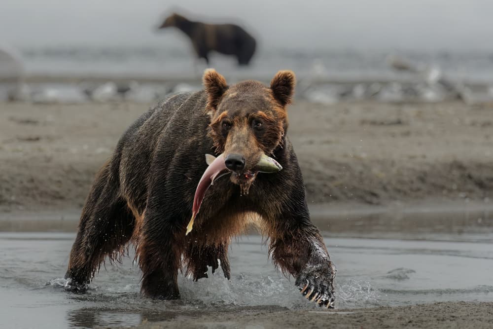 Bear With Salmon by Som Prasad — canvas wall art