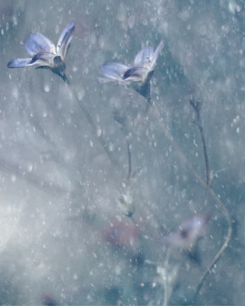 Dreamy Blue Blooms by Delphine Devos — canvas wall art