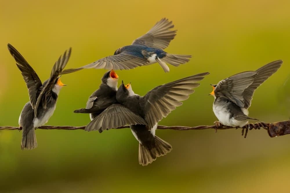 Feeding Swallows in Flight by Moses Wang — canvas wall art
